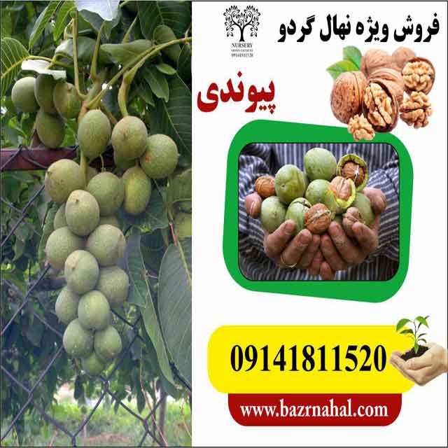 نهال گردو بیلچک 