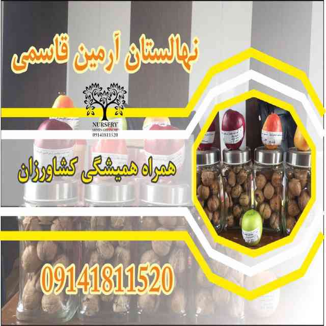 نهال گردو شبین 