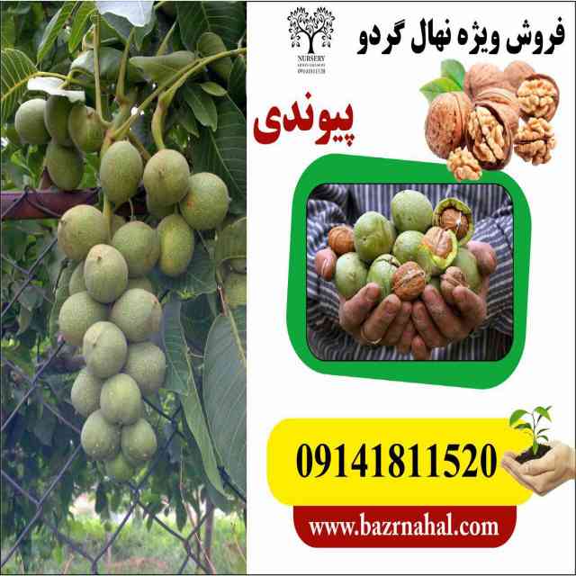 نهال گردو ضیاءآباد قودآقوز 