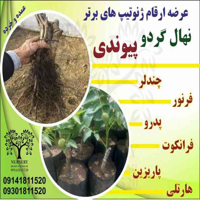 نهال گردو سجنو 