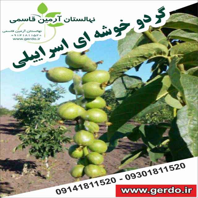 نهال گردو خوشه ای اسرائیلی 