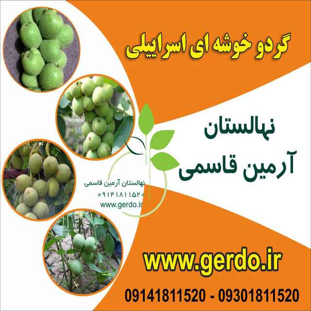 نهال گردو خوشه ای اسرائیلی 