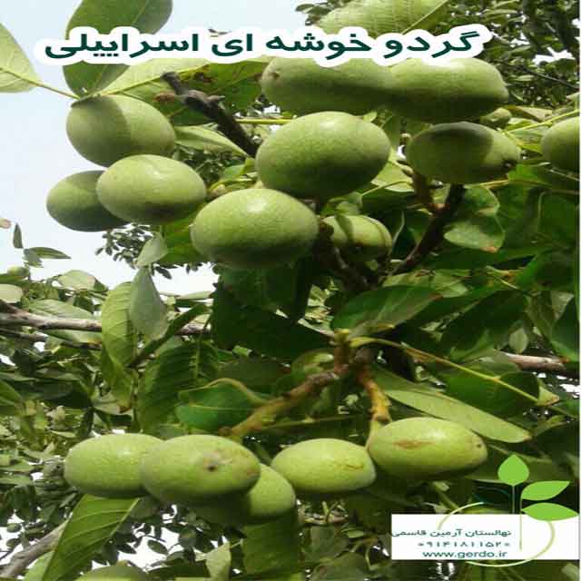 نهال گردو خوشه ای اسرائیلی 