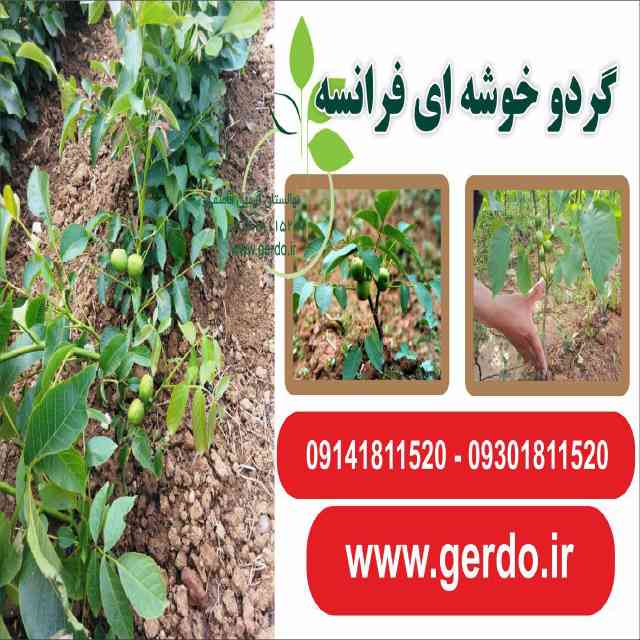 خوشه ای فرانسوی (ژنوتیپ برتر)